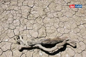 نقش خشکسالی‌ های ناگهانی در آتش‌سوزی‌های مرگبار اسپانیا 2025