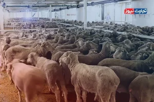 قیمت دام زنده امروز ۱۴ مرداد ۱۴۰۴ + جدول