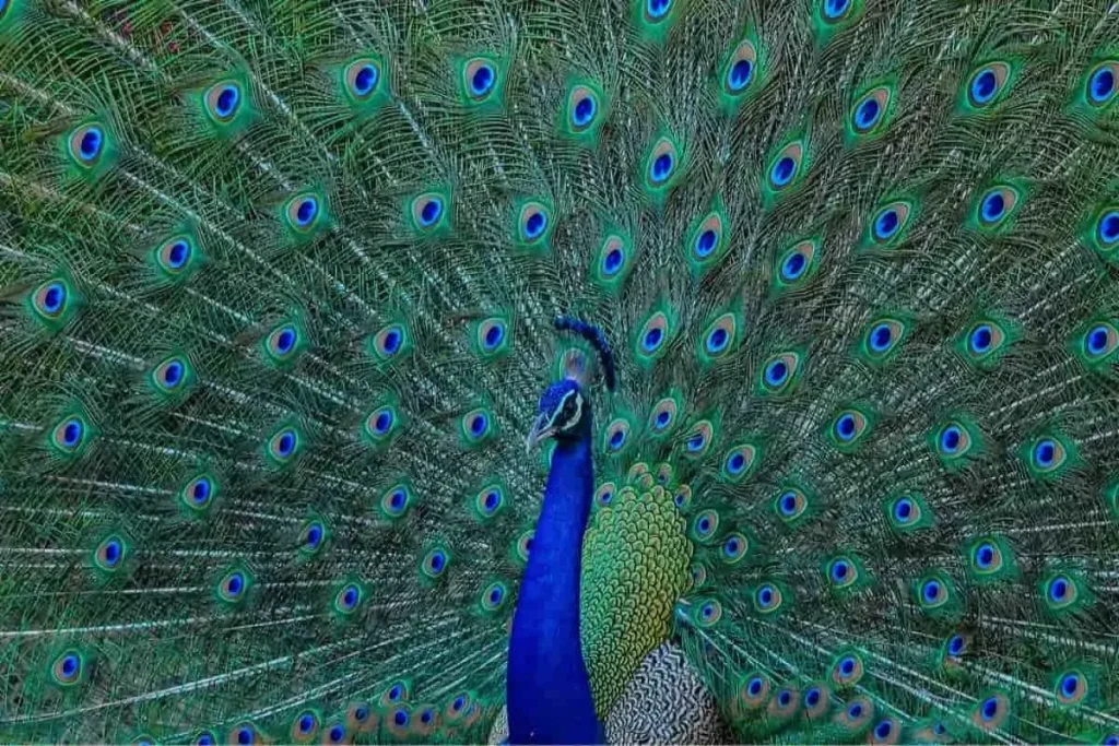 طاووس