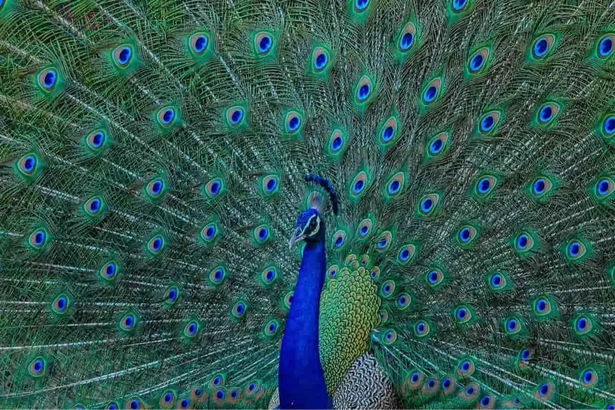 طاووس