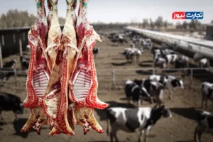 نهاده دام دولتی در سامانه بازارگاه کمیاب شده است / احتمال قاچاق دام از طریق آب به عمان بسیار کم است