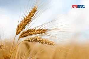دولت مطالبات گندمکاران را به صورت قطره‌چکانی پرداخت می‌کند / دولت باید با ارائه تسهیلات بحث افزایش قیمت نان را مدیریت می‌کرد