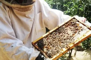 عسل ایلام در بازارهای جهانی