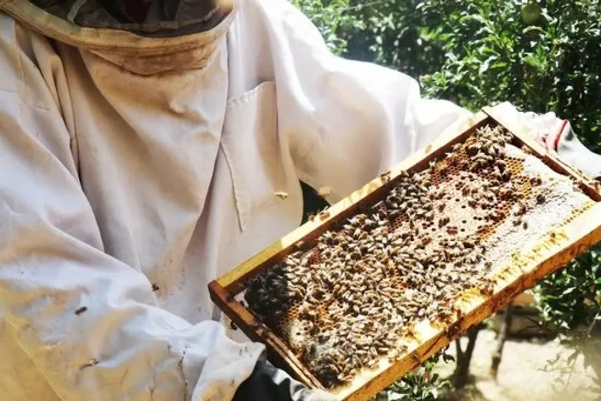 صادرات ۶۰۰ تنی عسل/ سهم ۶۸ درصدی عراق از عسل صادراتی ایران