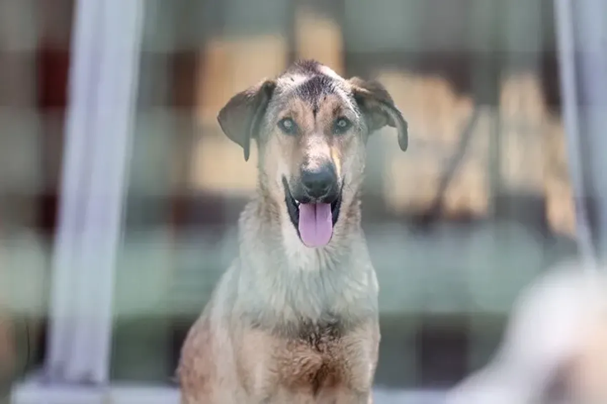 آمار حیوان‌گزیدگی در کشور به سطحی نگران‌کننده رسیده است