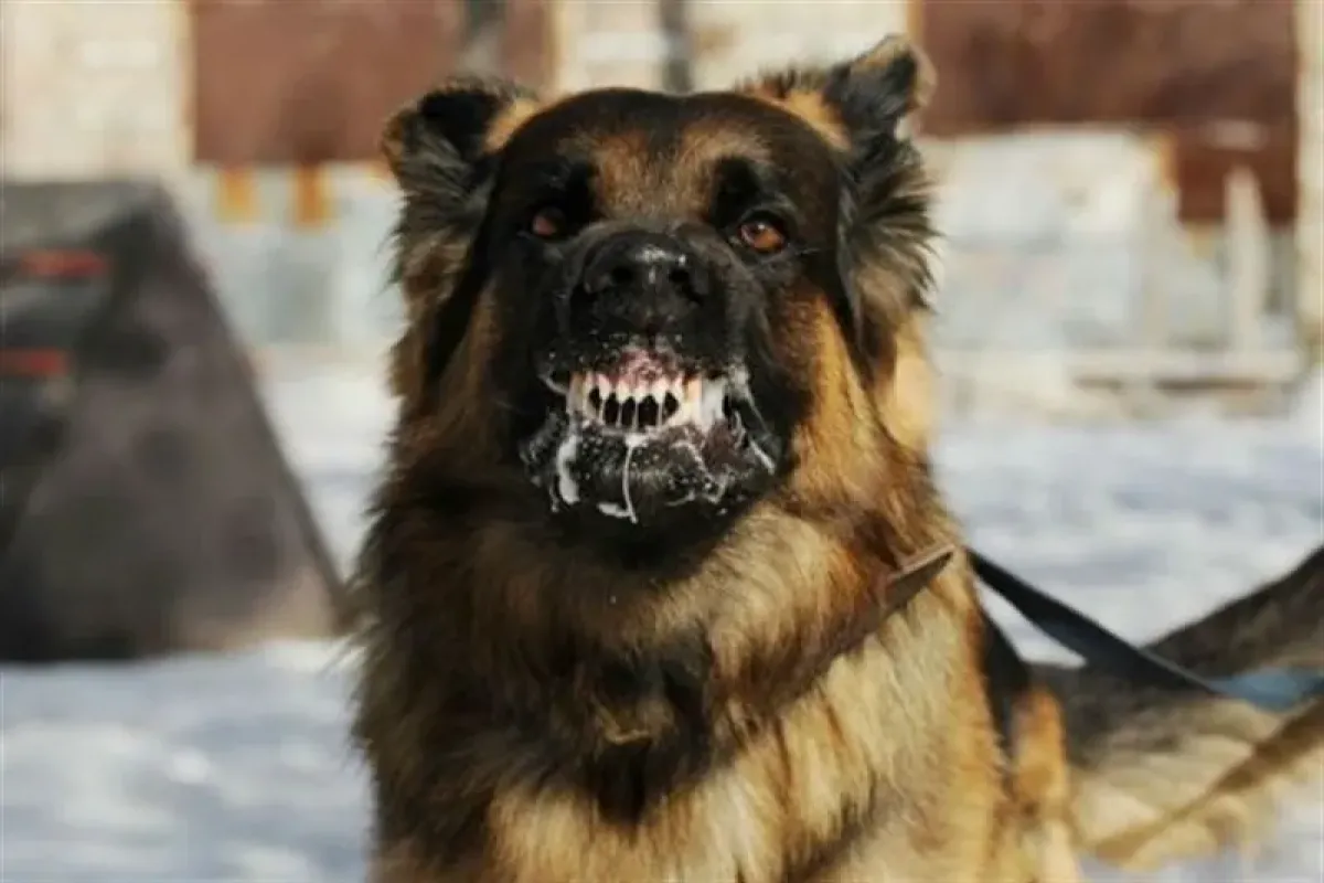 مرگ سالانه ۱۸ نفر بر اثر گزش سگ