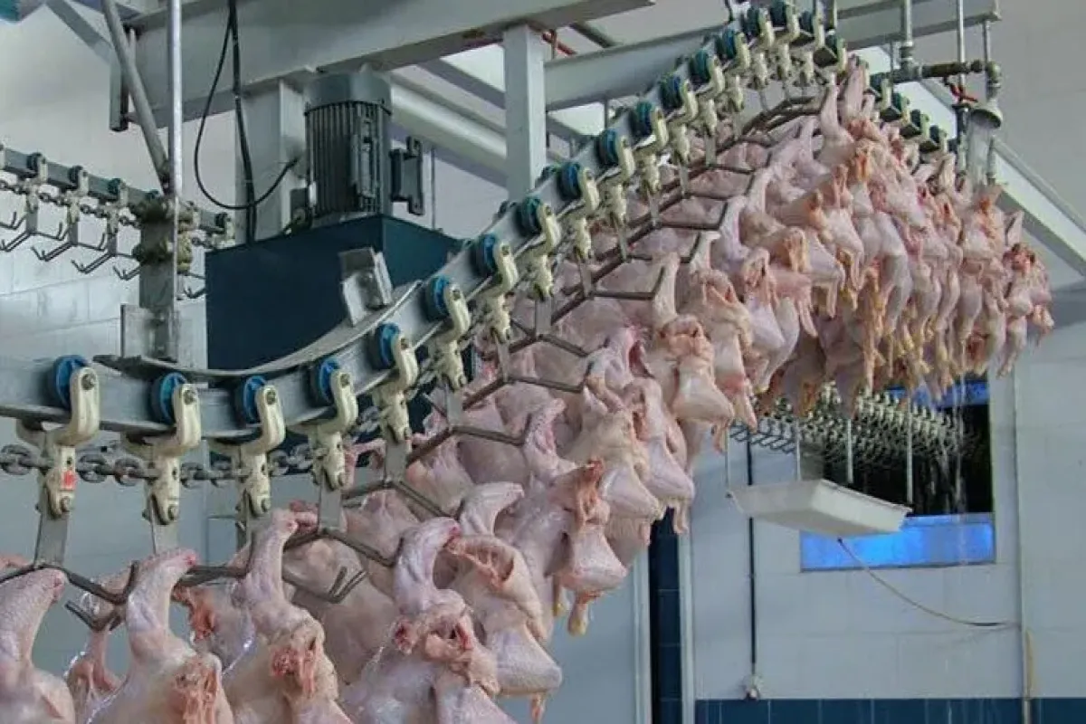 هشترود یکی از قطب‌های اصلی و مهم تولید مرغ در آذربایجان شرقی