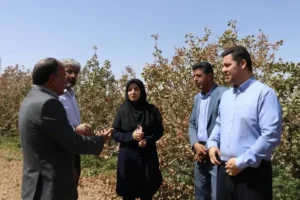 ۲۴۰ هزار تن پسته برای فروش روانه بازار می‌شود