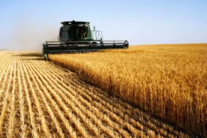 اهمال در تعیین قیمت خرید تضمینی گندم مصداق ترک فعل است