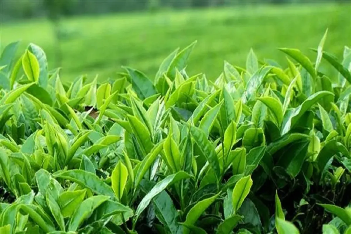 پایان خرید تضمینی برگ سبز چای