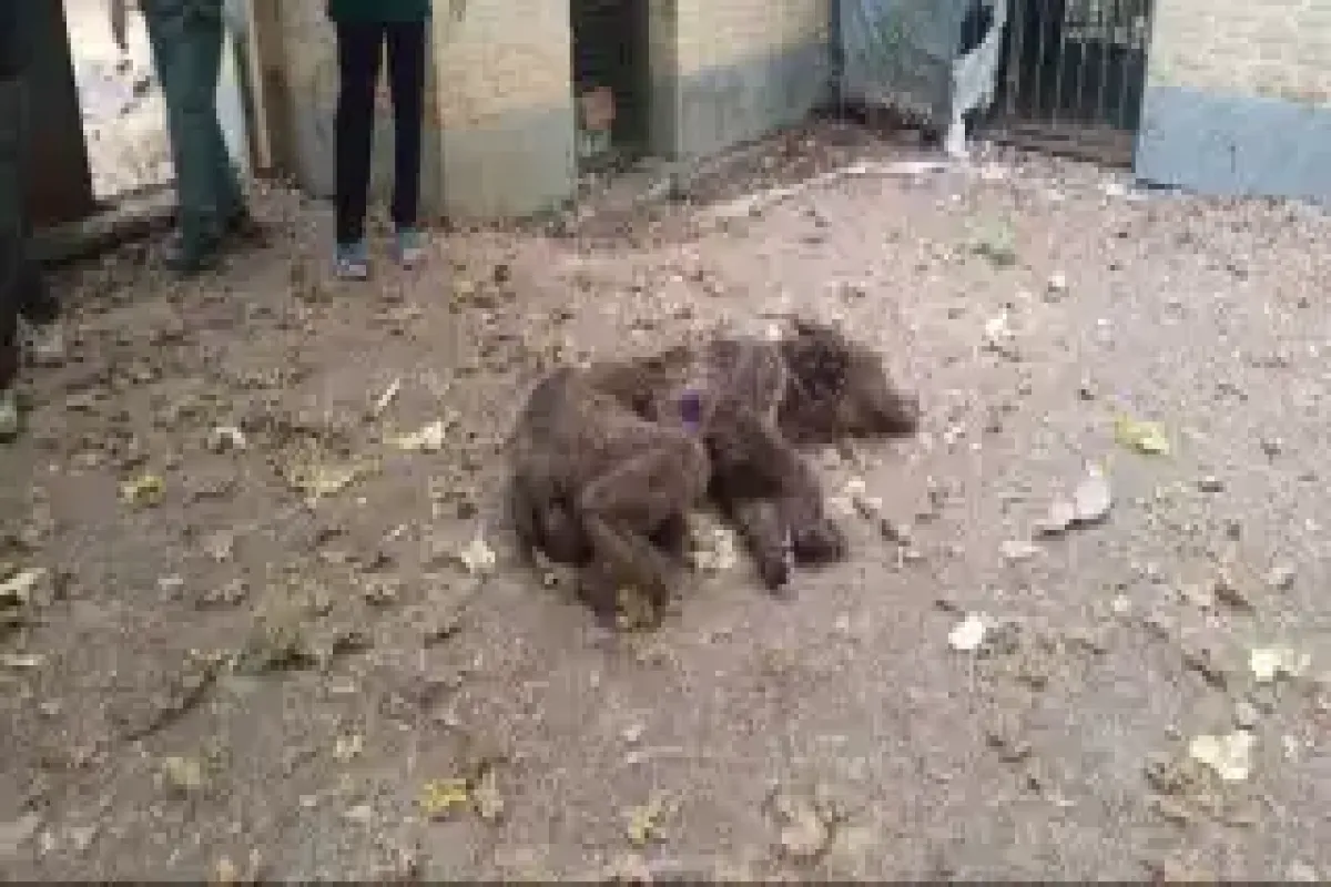 تلف شدن ۲ قلاده خرس قهوه‌ای بر اثر اصابت گلوله در آمل