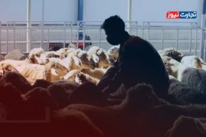 قیمت دام زنده امروز ۱۲ شهریور 1404 + جدول