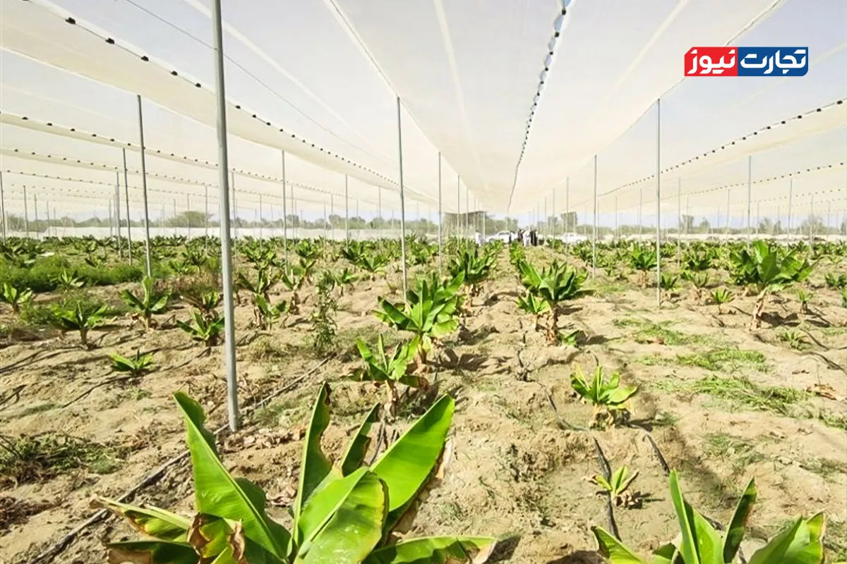 خودکفایی در تولید موز