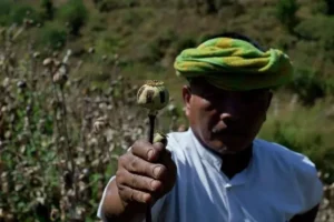 قانونی شدن کشت خشخاش اصلاً وجود ندارد