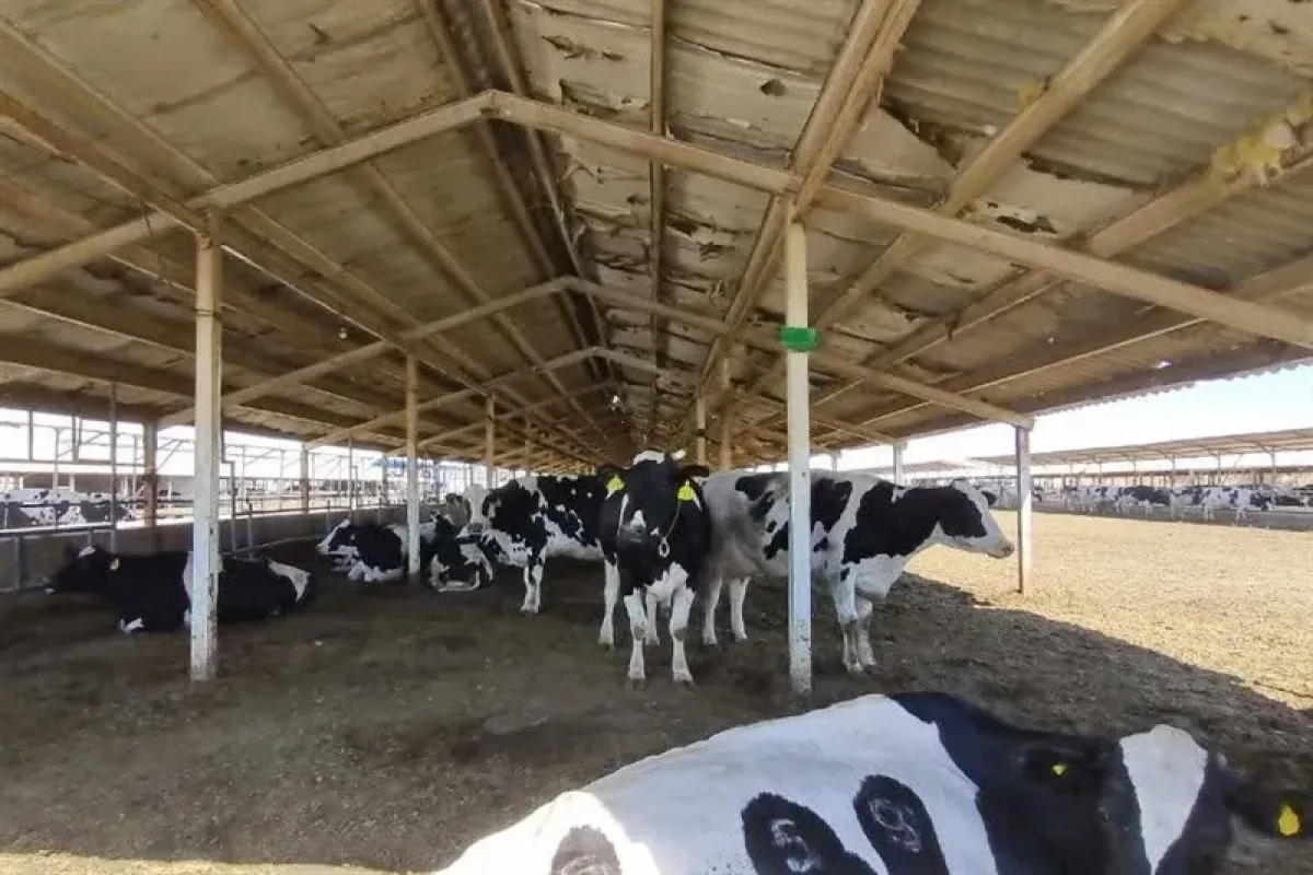 سرنوشت بازار لبنیات چه خواهد شد؟