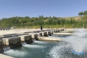 صادرات 500 تن ماهی منجمد از نهاوند به روسیه و قرقیزستان