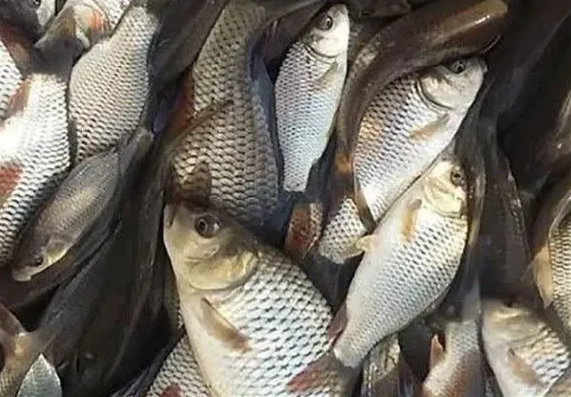 صید 244 تُن ماهای در دریای خزر با ارزش 974 میلیارد تومان