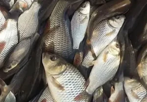 سالانه 270 تن گوشت ماهی در بردسکن خراسان رضوی تولید می شود