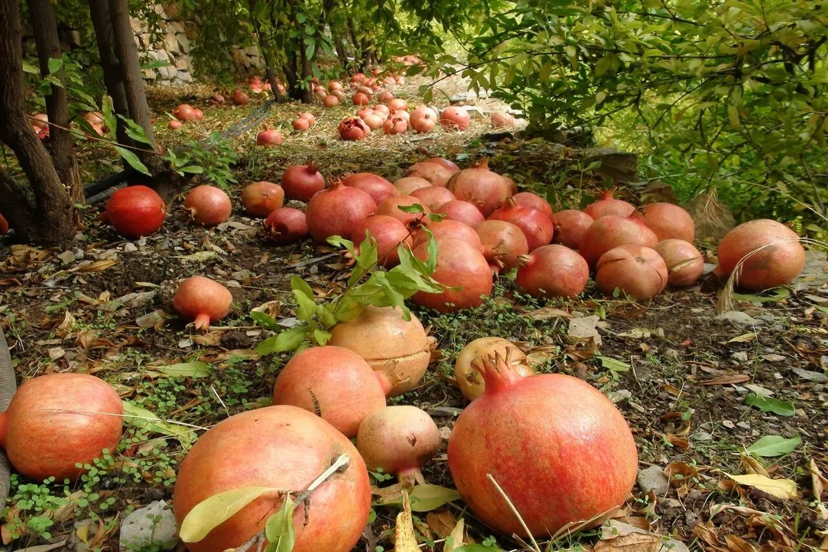 برداشت یاقوت سرخ زاگرس از باغات کرمانشاه آغاز شد