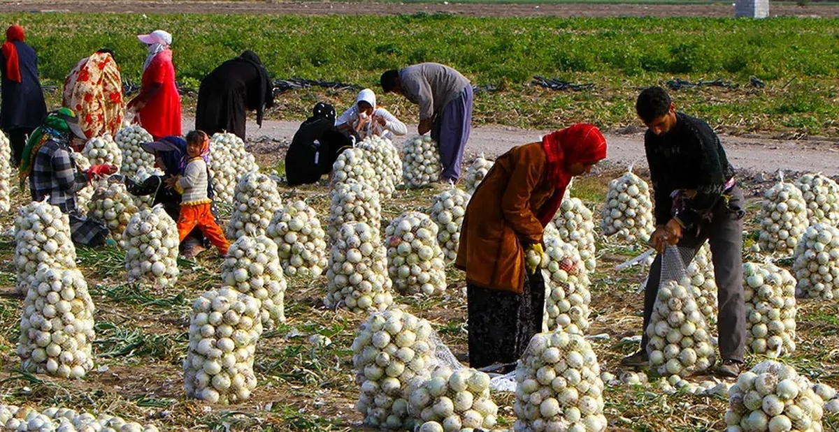 ۷۳ درصد مطالبات کشاورزان پرداخت شد