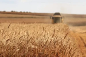 دو برابر شدن عملکرد گندم و جو دیم