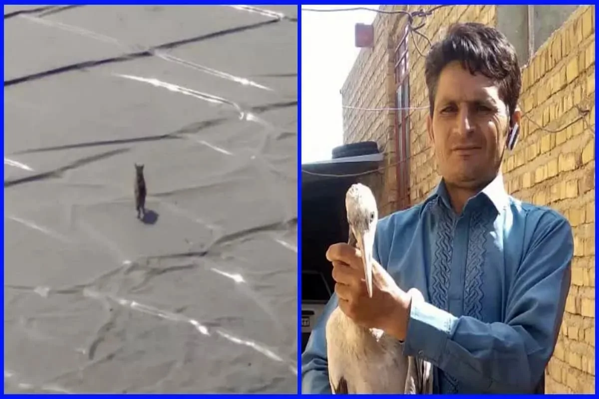 نجات دو گونه حیات وحش در تایباد با همکاری مردم