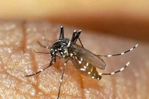 ۶۶ نفر در هرمزگان به تب دنگی مبتلا شدند