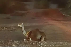 رخ دادن ۳۱۸ مورد حادثه ترافیکی ناشی از برخورد با شترهای سرگردان