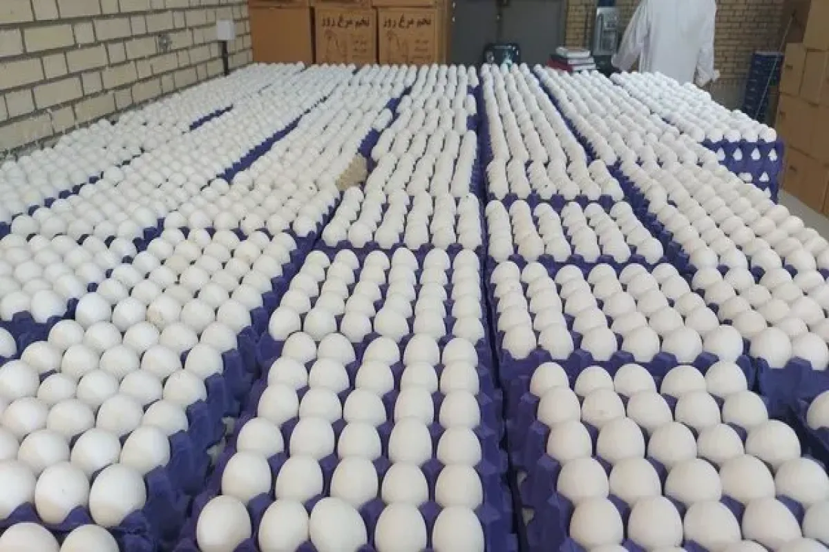 دبیرکل فدراسیون طیور: کشتی‌های حامل ذرت و سویا ماه‌هاست در گمرک بلاتکلیف مانده‌اند