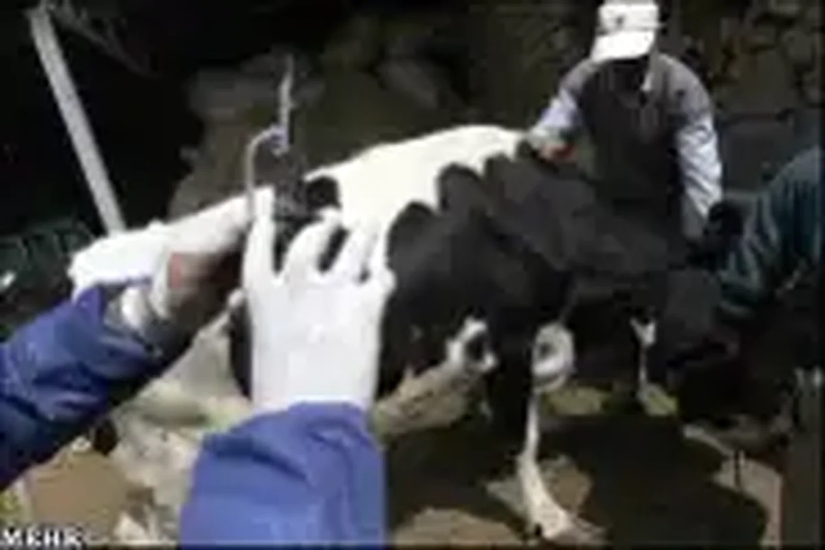 خوزستان همچنان پاک از تب برفکی؛ هشدار دامپزشکی به دامداران