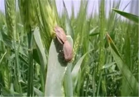 احتمال افزایش آفت سن گندم با توجه به کم‌بارشی