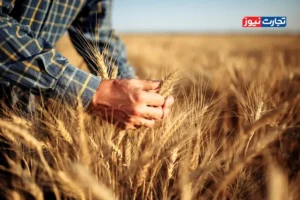کشاورزی با قیمت تضمینی گندم 27 هزار و 500 تومان در مسیر نابودی قرار می‌گیرد / هدف اصلی تعیین قیمت تضمینی گندم کاهش کسری بودجه دولت است