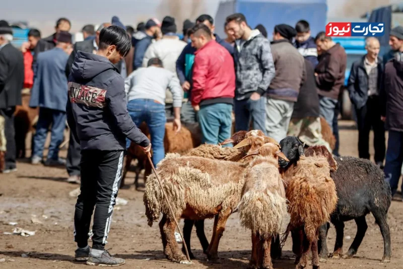 قیمت دام