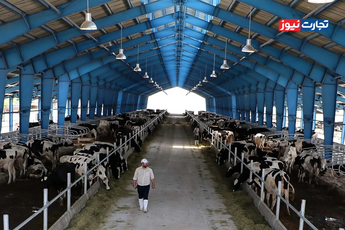 قیمت دام زنده امروز ۲۶ آبان 1404 + جدول