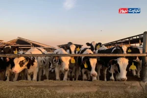 قیمت دام زنده امروز 6 آبان 1404 + جدول