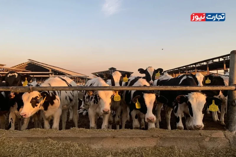 قیمت دام امروز ۶ آبان