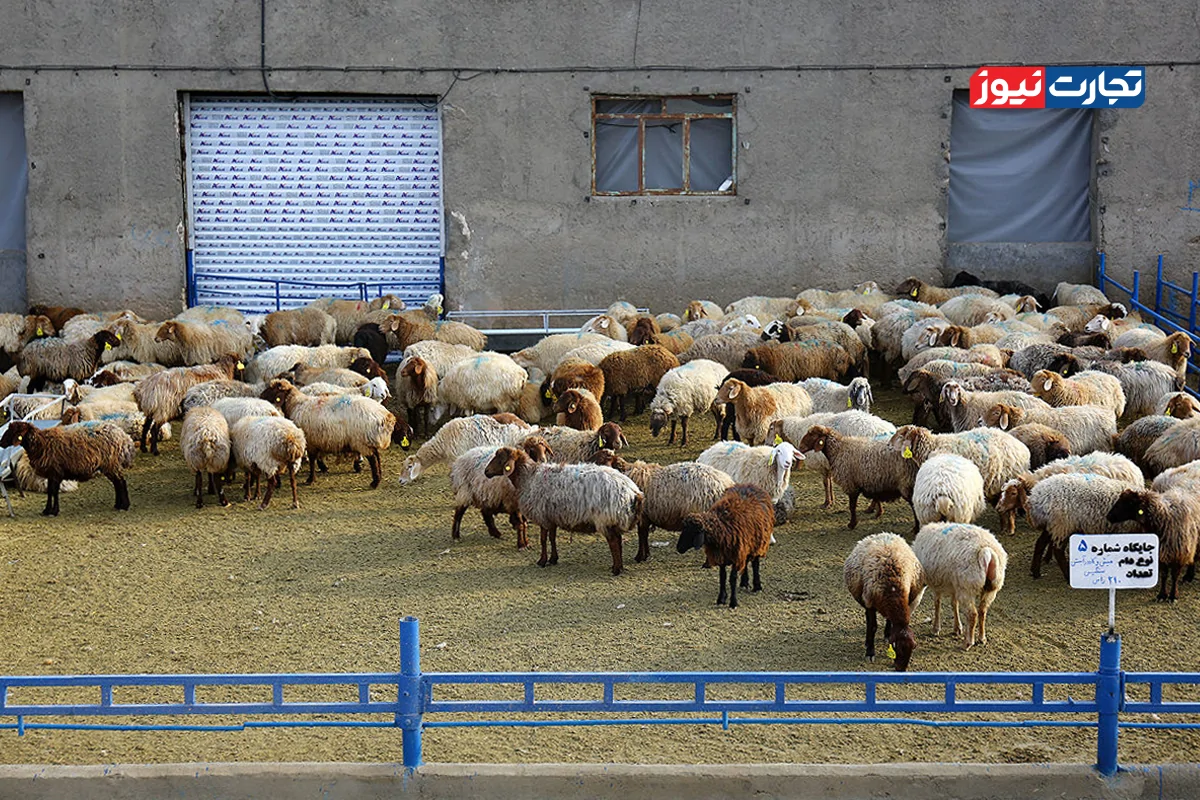 قیمت دام زنده امروز ۱ آذر 1404 + جدول