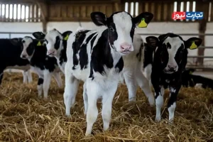 قیمت دام زنده امروز ۱۰ آبان 1404 + جدول