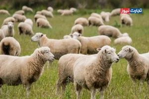 قیمت دام زنده امروز 7 آبان 1404 + جدول