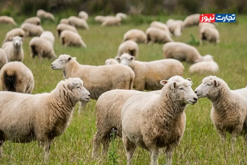 قیمت دام امروز 7 آبان