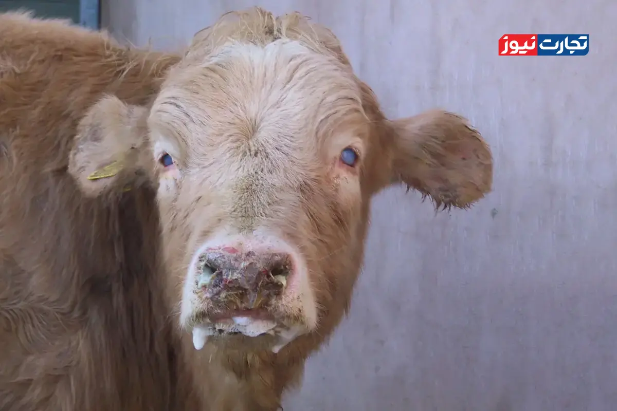 دام آلوده از کشورهای همسایه وارد ایران شد / نقطه آغاز آلودگی نزدیک فرودگاه امام خمینی و پیام بود