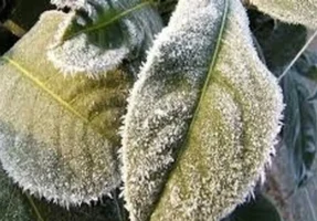 هشدار جدی برای کشاورزی خراسان جنوبی