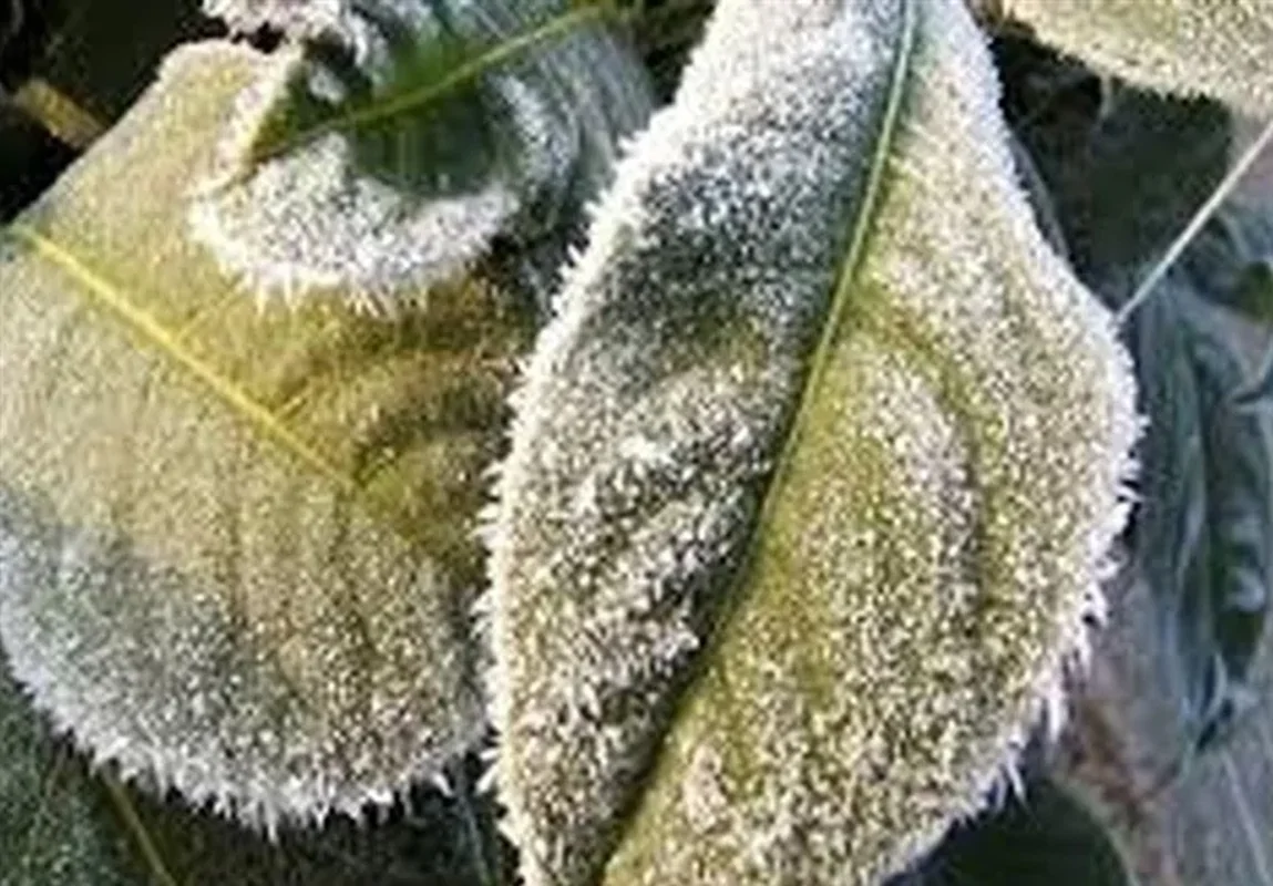 هشدار جدی برای کشاورزی خراسان جنوبی