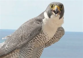 باند قاچاق پرندگان کمیاب متلاشی شد