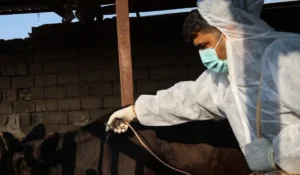 سویه جدید تب برفکی در دامداری‌های صنعتی کنترل شد