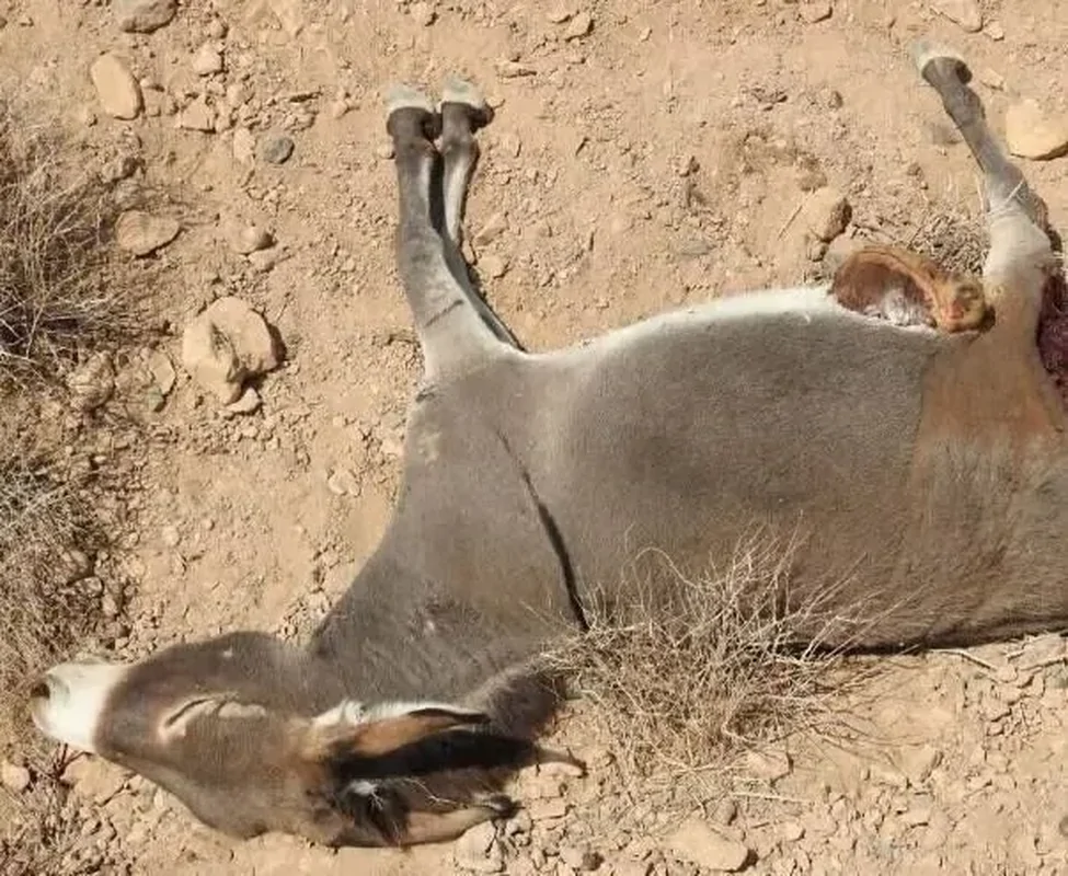 پیگیری کشتار الاغ‌های بی‌صاحب در میناب