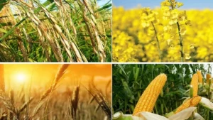 چالش پیش روی این روزهای کشاورزان