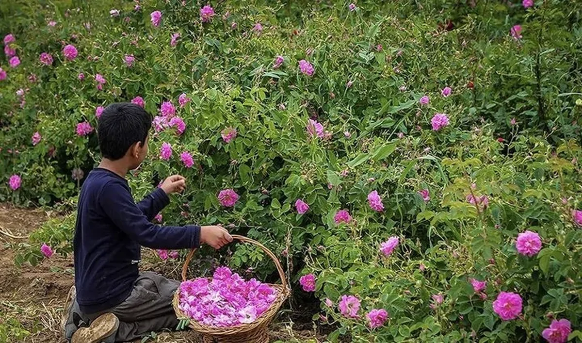 گل محمدی ایران به نام عربستان ثبت جهانی شد!