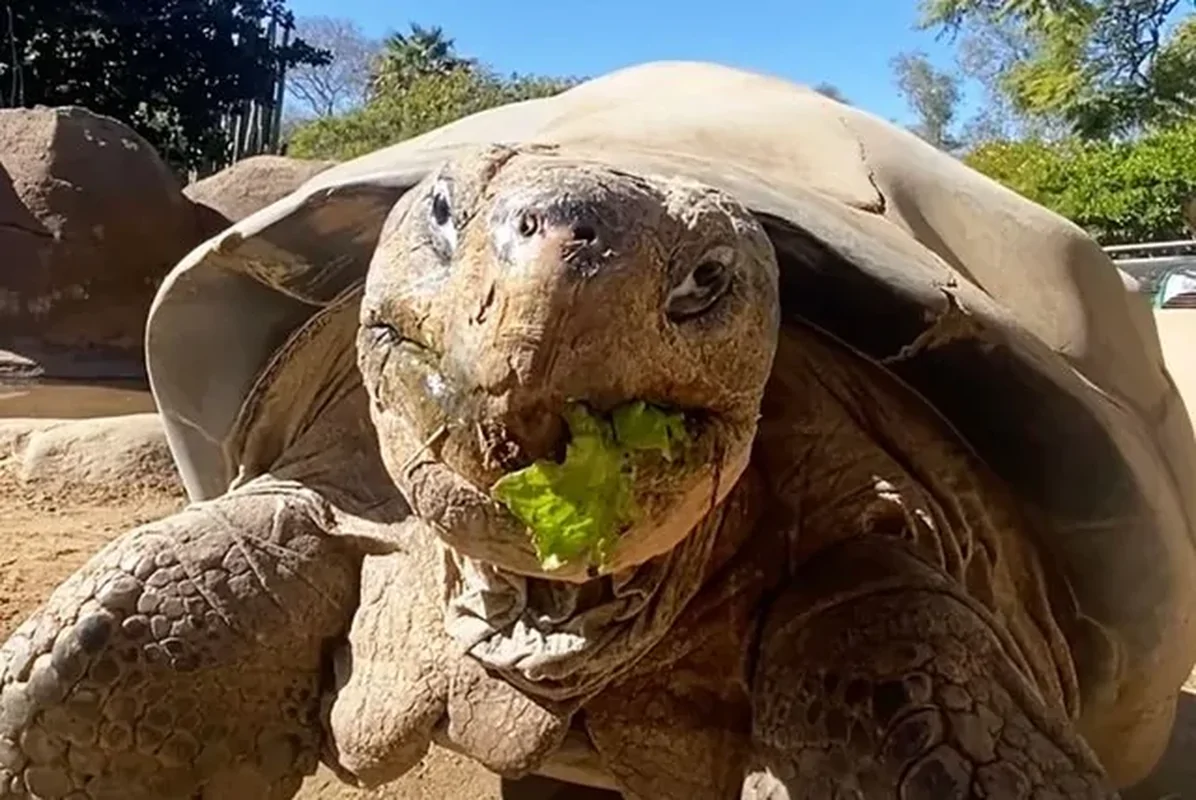 سالخورده‌ترین ساکن باغ وحش در ۱۴۱ سالگی درگذشت