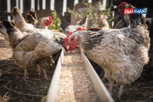 بدهکاری ۱۱ ماهه بانک مرکزی به واردکنندگان نهاده دامی / ذخایر مرغداری‌ها رو به اتمام است